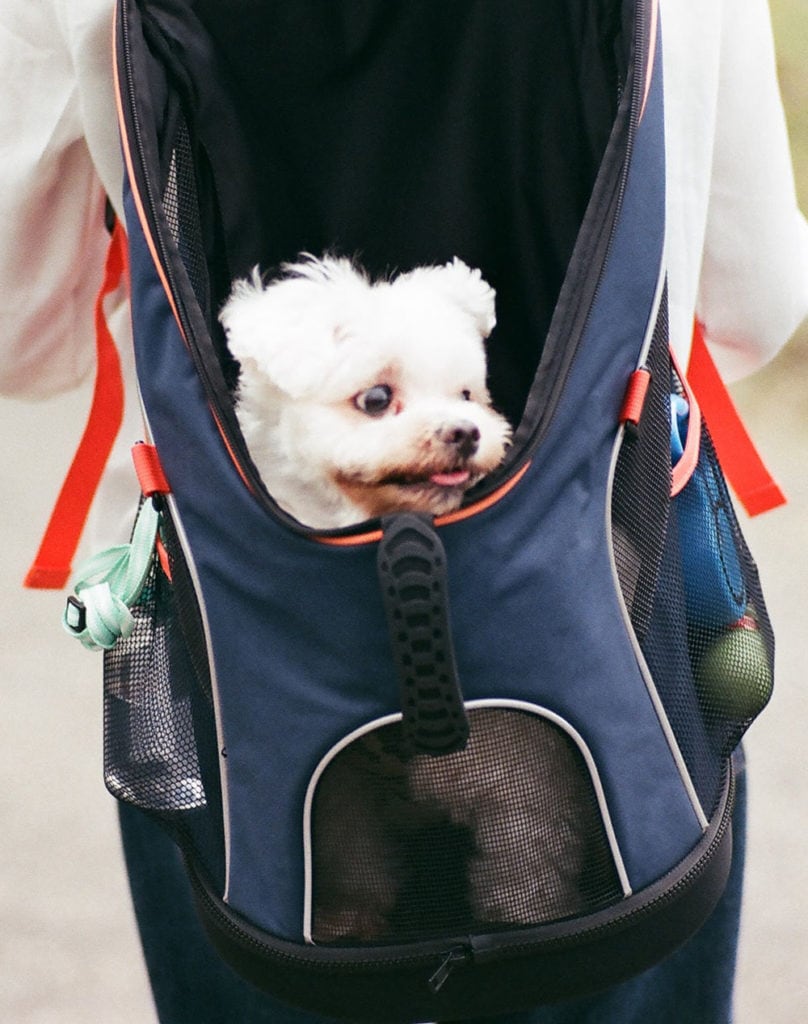 Best Dog Carrier Backpacks for Any Trip
